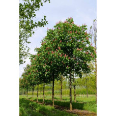 Каштан кінський Бріоті | Aesculus carnea Briotii | Каштан конский мясо-красный Бриоти