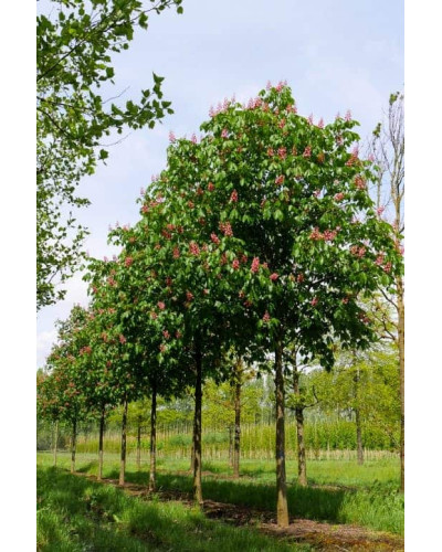 Каштан кінський Бріоті | Aesculus carnea Briotii | Каштан конский мясо-красный Бриоти
