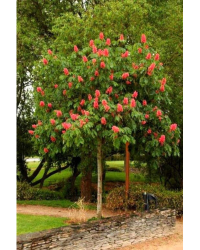 Каштан кінський Бріоті | Aesculus carnea Briotii | Каштан конский мясо-красный Бриоти
