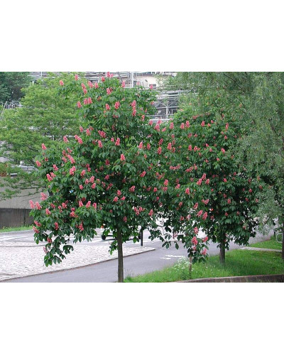 Каштан кінський Бріоті | Aesculus carnea Briotii | Каштан конский мясо-красный Бриоти