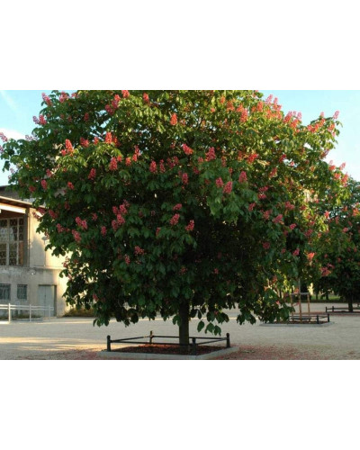 Каштан кінський Бріоті | Aesculus carnea Briotii | Каштан конский мясо-красный Бриоти