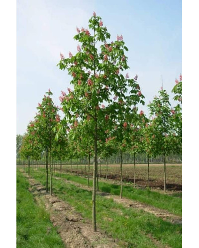 Каштан кінський Бріоті | Aesculus carnea Briotii | Каштан конский мясо-красный Бриоти
