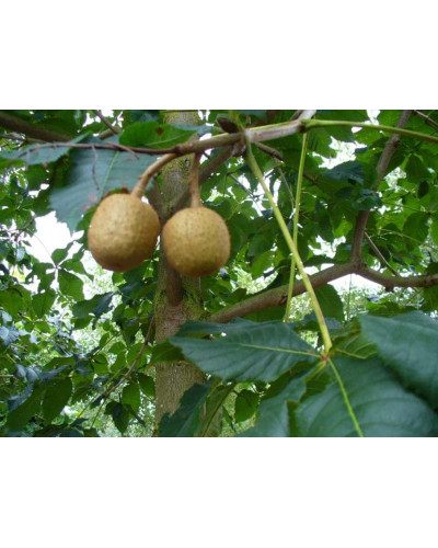 Каштан кінський Бріоті | Aesculus carnea Briotii | Каштан конский мясо-красный Бриоти