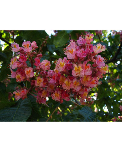 Каштан кінський Бріоті | Aesculus carnea Briotii | Каштан конский мясо-красный Бриоти