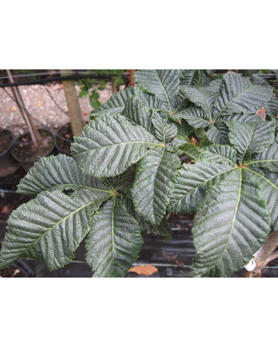 Каштан кінський Бріоті | Aesculus carnea Briotii | Каштан конский мясо-красный Бриоти