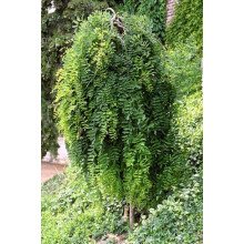Карагана дерев’яниста Пендула на штамбі | Caragana arborescens Pendula on shtambe | Крарагана древовидная Пендула на штамбе
