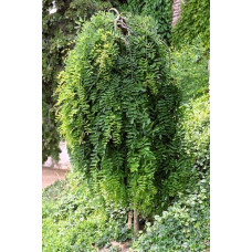 Карагана дерев’яниста Пендула на штамбі | Caragana arborescens Pendula on shtambe | Крарагана древовидная Пендула на штамбе