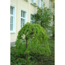 Карагана дерев’яниста Пендула на штамбі | Caragana arborescens Pendula on shtambe | Крарагана древовидная Пендула на штамбе