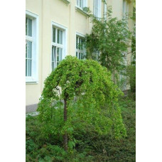 Карагана дерев’яниста Пендула на штамбі | Caragana arborescens Pendula on shtambe | Крарагана древовидная Пендула на штамбе