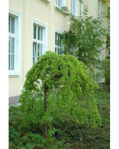 Карагана дерев’яниста Пендула на штамбі | Caragana arborescens Pendula on shtambe | Крарагана древовидная Пендула на штамбе