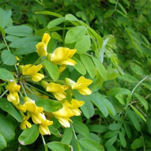Карагана дерев’яниста Пендула на штамбі | Caragana arborescens Pendula on shtambe | Крарагана древовидная Пендула на штамбе