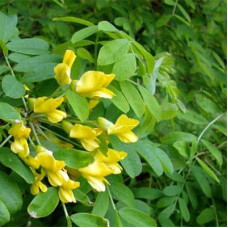 Карагана дерев’яниста Пендула на штамбі | Caragana arborescens Pendula on shtambe | Крарагана древовидная Пендула на штамбе