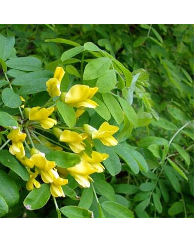 Карагана дерев’яниста Пендула на штамбі | Caragana arborescens Pendula on shtambe | Крарагана древовидная Пендула на штамбе
