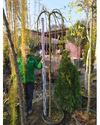 Карагана дерев’яниста Пендула на штамбі | Caragana arborescens Pendula on shtambe | Крарагана древовидная Пендула на штамбе