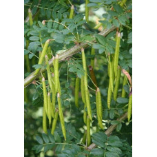 Карагана дерев’яниста Пендула на штамбі | Caragana arborescens Pendula on shtambe | Крарагана древовидная Пендула на штамбе