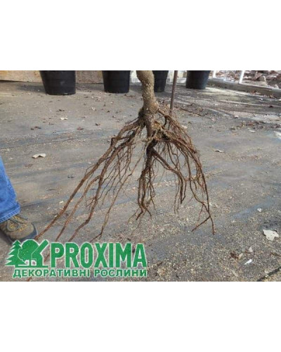 Груша Каллері Шантеклер | Pyrus calleryana Chanticleer | Груша Каллери Шантеклер