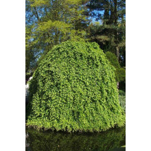 Граб звичайний Пендула (плакучий) | Carpinus betulus Pendula | Граб обыкновенный Пендула (плакучий)