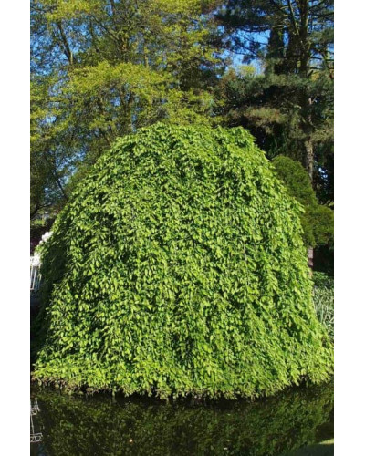 Граб звичайний Пендула (плакучий) | Carpinus betulus Pendula | Граб обыкновенный Пендула (плакучий)