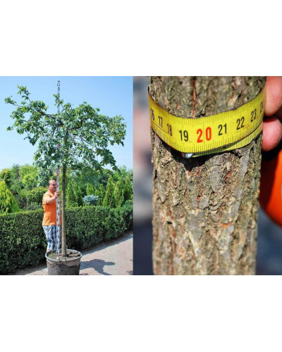 Граб звичайний Пендула (плакучий) | Carpinus betulus Pendula | Граб обыкновенный Пендула (плакучий)
