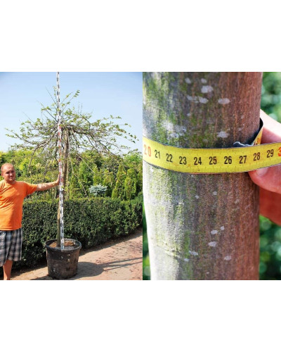 Граб звичайний Пендула (плакучий) | Carpinus betulus Pendula | Граб обыкновенный Пендула (плакучий)