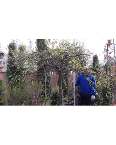 Граб звичайний Пендула (плакучий) | Carpinus betulus Pendula | Граб обыкновенный Пендула (плакучий)