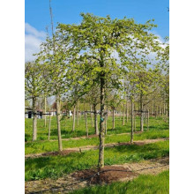 Граб звичайний Пендула (плакучий) | Carpinus betulus Pendula | Граб обыкновенный Пендула (плакучий)