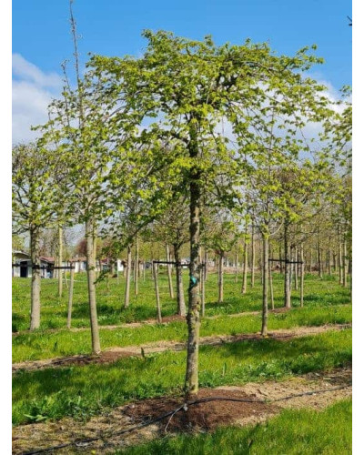 Граб звичайний Пендула (плакучий) | Carpinus betulus Pendula | Граб обыкновенный Пендула (плакучий)