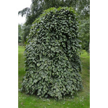 Граб звичайний Пендула (плакучий) | Carpinus betulus Pendula | Граб обыкновенный Пендула (плакучий)