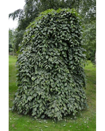 Граб звичайний Пендула (плакучий) | Carpinus betulus Pendula | Граб обыкновенный Пендула (плакучий)