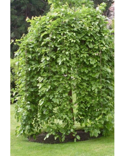 Граб звичайний Пендула (плакучий) | Carpinus betulus Pendula | Граб обыкновенный Пендула (плакучий)