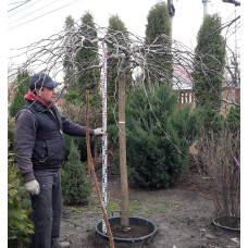 Граб звичайний Пендула (плакучий) | Carpinus betulus Pendula | Граб обыкновенный Пендула (плакучий)