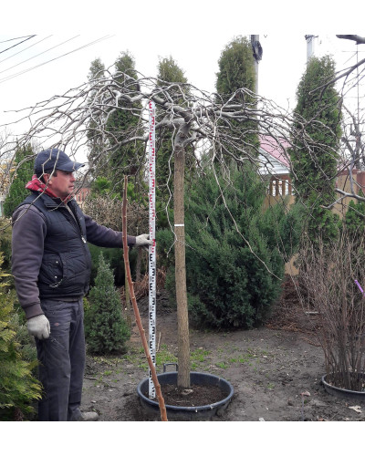 Граб звичайний Пендула (плакучий) | Carpinus betulus Pendula | Граб обыкновенный Пендула (плакучий)