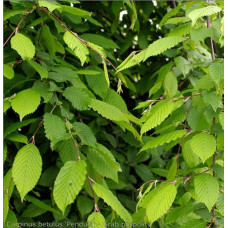 Граб звичайний Пендула (плакучий) | Carpinus betulus Pendula | Граб обыкновенный Пендула (плакучий)