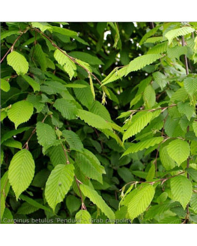 Граб звичайний Пендула (плакучий) | Carpinus betulus Pendula | Граб обыкновенный Пендула (плакучий)
