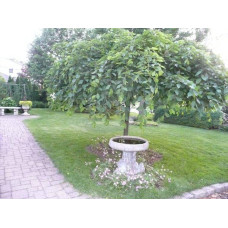 Граб звичайний Пендула (плакучий) | Carpinus betulus Pendula | Граб обыкновенный Пендула (плакучий)