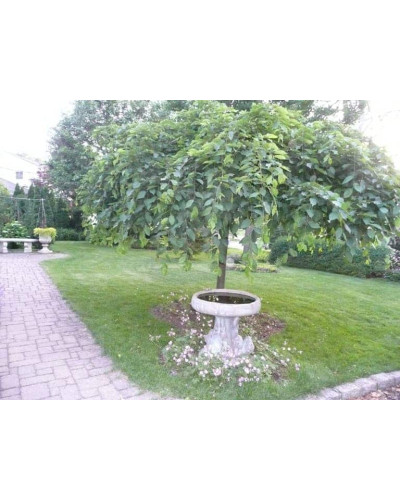 Граб звичайний Пендула (плакучий) | Carpinus betulus Pendula | Граб обыкновенный Пендула (плакучий)
