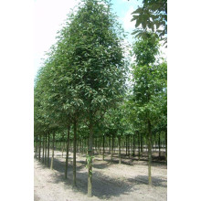 Горобина тюрингська Фастігіата | Sorbus thurigiaca Fastigiata | Рябина тюрингская Фастигиата