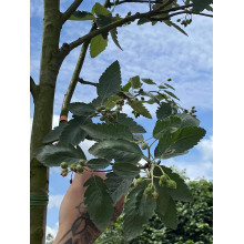 Горобина тюрингська Фастігіата | Sorbus thurigiaca Fastigiata | Рябина тюрингская Фастигиата
