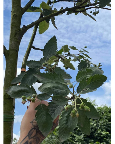 Горобина тюрингська Фастігіата | Sorbus thurigiaca Fastigiata | Рябина тюрингская Фастигиата