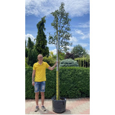 Горобина тюрингська Фастігіата | Sorbus thurigiaca Fastigiata | Рябина тюрингская Фастигиата
