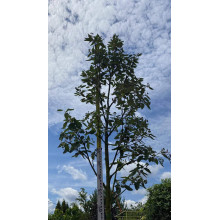 Горобина тюрингська Фастігіата | Sorbus thurigiaca Fastigiata | Рябина тюрингская Фастигиата