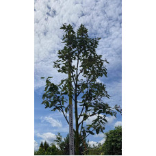 Горобина тюрингська Фастігіата | Sorbus thurigiaca Fastigiata | Рябина тюрингская Фастигиата