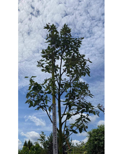 Горобина тюрингська Фастігіата | Sorbus thurigiaca Fastigiata | Рябина тюрингская Фастигиата