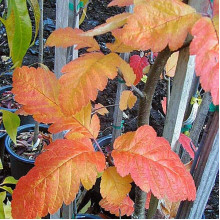 Горобина тюрингська Фастігіата | Sorbus thurigiaca Fastigiata | Рябина тюрингская Фастигиата