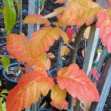 Горобина тюрингська Фастігіата | Sorbus thurigiaca Fastigiata | Рябина тюрингская Фастигиата