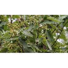 Горобина тюрингська Фастігіата | Sorbus thurigiaca Fastigiata | Рябина тюрингская Фастигиата