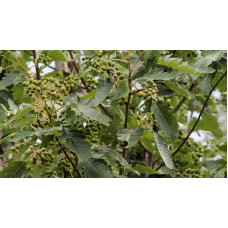 Горобина тюрингська Фастігіата | Sorbus thurigiaca Fastigiata | Рябина тюрингская Фастигиата