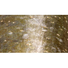 Горобина тюрингська Фастігіата | Sorbus thurigiaca Fastigiata | Рябина тюрингская Фастигиата