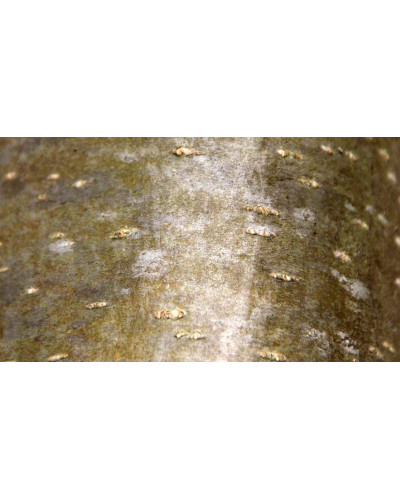 Горобина тюрингська Фастігіата | Sorbus thurigiaca Fastigiata | Рябина тюрингская Фастигиата