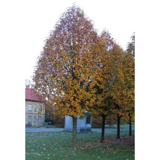 Горобина тюрингська Фастігіата | Sorbus thurigiaca Fastigiata | Рябина тюрингская Фастигиата